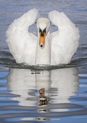 冬季湖泊中自由嬉戏的白天鹅图片